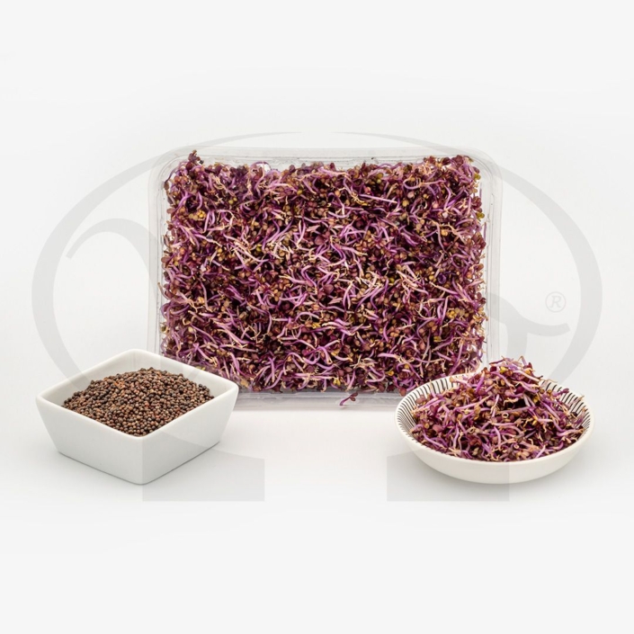 Semi Per Germogli Di Cavolo Riccio Rosso Portuguese - 100g, Ricchi Di Nutrienti, Italian Sprout - Foto 2