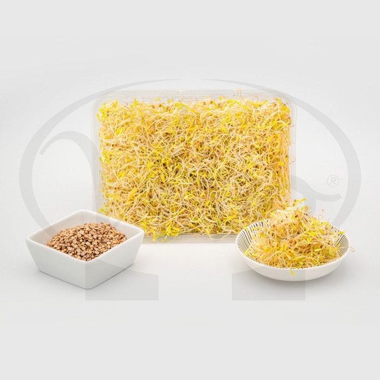 Germogli - Mix Gourmet Di Germogliamo - Foto 5