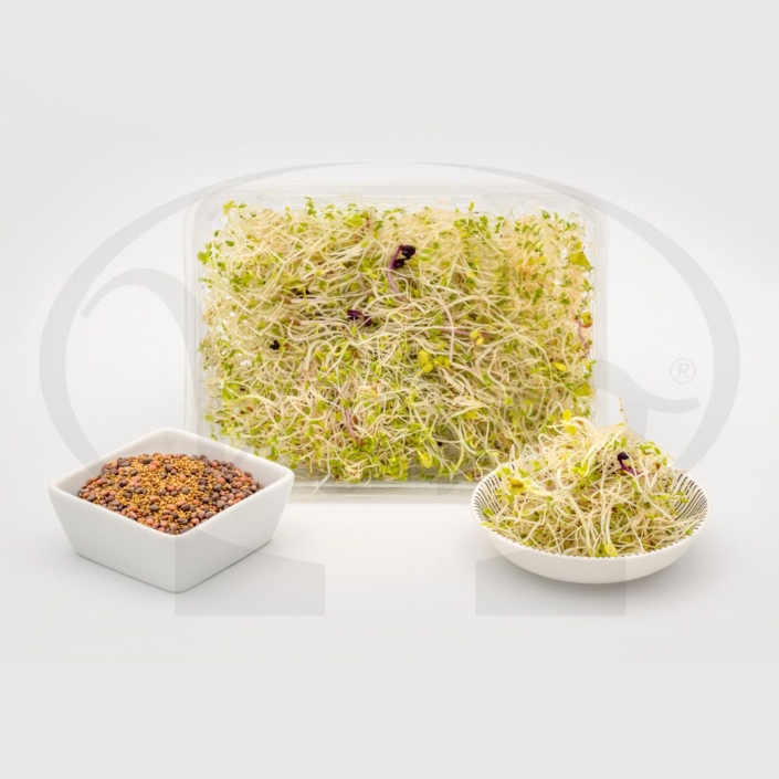 Germogli - Mix Gourmet Di Germogliamo - Foto 10